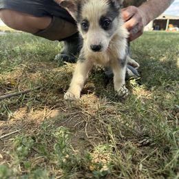 German Shepherd Puppies from Das Müller Hund Haus