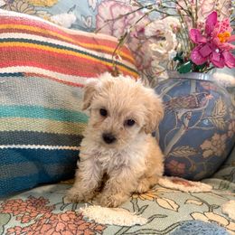 Female 1 - Cream female Assorted Doodle Crosses puppy in Ludlow, Missouri from Countryside Doodles and Mohr