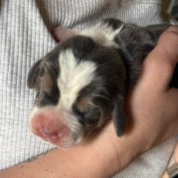 Boy 2 Blue - Blue tan and white male Basset Hound puppy in Knoxville, Tennessee from Well Hounded Bassets