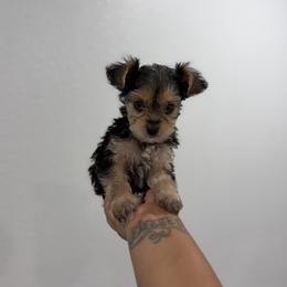 Yorkshire Terrier puppies from KAYY services