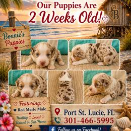 Boy 2 - Red merle male Miniature Australian Shepherd puppy in Port Saint Lucie, Florida from Charlene Brannon's Mini Australian Shepherds