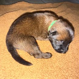 Green - Fawn sable male Belgian Malinois puppy in Saint Amant, Louisiana from Mercy Kennels