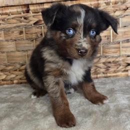 Gingerbread - Red merle female Miniature Australian Shepherd puppy in Paris, Texas from Blue Envy Mini Aussies