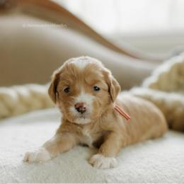 Almond - Red  female Goldendoodle puppy in Hiddenite, North Carolina from Rose and Reid Doodles