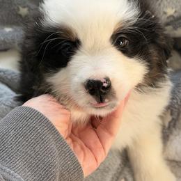 Tank - Black & white male Miniature American Shepherd puppy in Connecticut from Novus Kennels