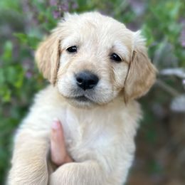 Girl 2 - Golden Golden Retriever puppy in Fieldale, Virginia from Interlock Goldens
