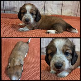 Shaded Red Piebald - Piebald female Dachshund puppy in Panama City Fl, Florida from Southern Bliss Doxies
