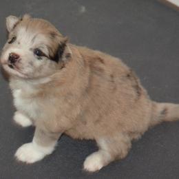 Flora - Merle female Pomsky puppy in Fairfield, Vermont from Pomskies of Vermont
