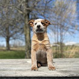 Cedar - Red mottled male Australian Cattle Dog puppy in Chillicothe, Missouri from TLC Cattle dogs
