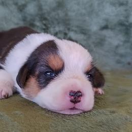 Cardigan Welsh Corgi Puppies from Victory Crown