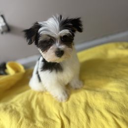 Icer - Piebald male Morkie puppy in Independence, Kentucky from 4paws4ever by Design
