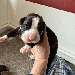 River - Brindle Boxer puppy in Rochester, Washington from Holly's Boxers of Rochester