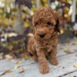 Cooper - Apricot male Poodle puppy in Bettendorf, Iowa from Red Door Poodles
