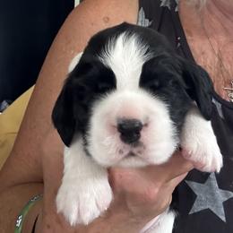 Eliza is available - Black and white female English Springer Spaniel puppy in Bonner Springs, Kansas from Springers Of Oz