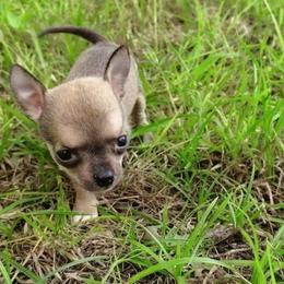 Tiny Gracie - Blue fawn female Chihuahua puppy in Weatherford, Texas from Small and Mighty Chihuahuas