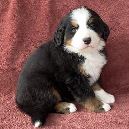 Red Collar Male - Black rust and white male Bernese Mountain Dog puppy in Bristol, Tennessee from Holston Hollow Farm