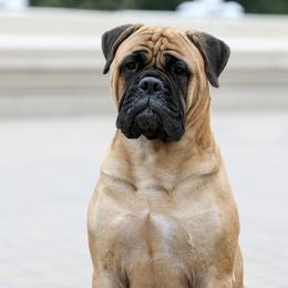 Bullmastiff All Grown Up from Guardian Angel Bullmastiff