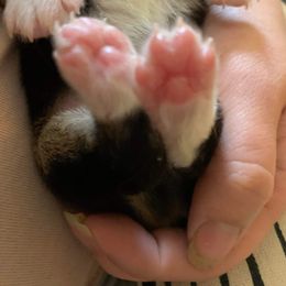 American Corgi and Pembroke Welsh Corgi Puppies from Chaotic Corgi’s