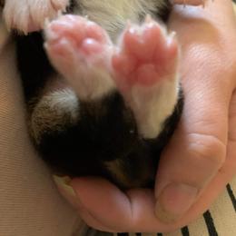 American Corgi and Pembroke Welsh Corgi Puppies from Chaotic Corgi’s