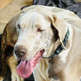Gretchen - Great Dane