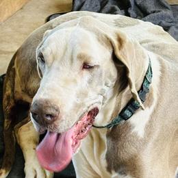 Gretchen - Great Dane