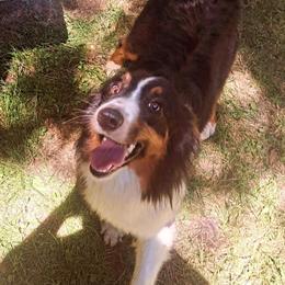 Daisy - Australian Shepherd