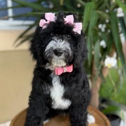Luna - Black female Goldendoodle puppy in Miami, Florida from Jade’s Paws & Co. Of Miami LLC