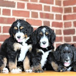 Bernedoodle Puppies from Richardville Hunde