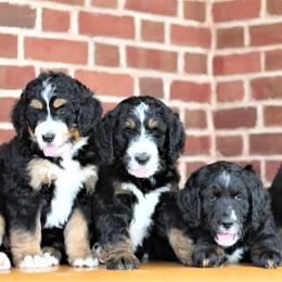 Bernedoodle Puppies from Richardville Hunde