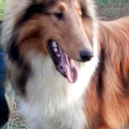Collies from Enterprise Collies Of Distinction