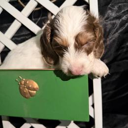 Cupid AKC - Piebald male Dachshund puppy in Erie, Michigan from Champagne’s Grinch Toe’d Dachshunds