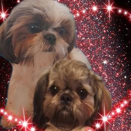 Shih Tzus from WendsabeShihTzu's