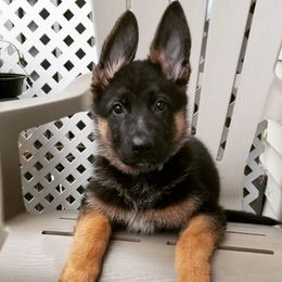 German Shepherds from Diana's German Shepherds