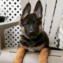 German Shepherds from Diana's German Shepherds