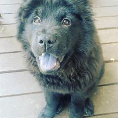 Chow Chow Puppies from Darling Chows