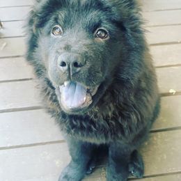 Chow Chow Puppies from Darling Chows