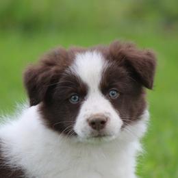Jax - Red male Border Collie puppy in Tylertown, Mississippi from Cool Meadow Farms