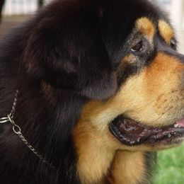 Tibetan Mastiffs from Aujudon Tibetan Mastiffs