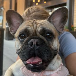 Hunny - French Bulldog