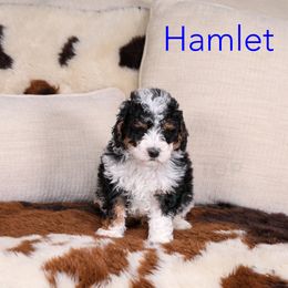 Assorted Doodle Crosses, Bernedoodle, Goldendoodle, and Sheepadoodle Puppies from Happy Top Doodles