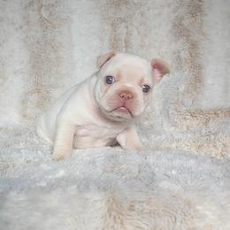 Red Collar Girl - Cream female French Bulldog puppy in Melba, Idaho from Frost's Frenchies