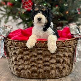 Bernedoodle Puppies from Oso Perfect Poodles and Doodles