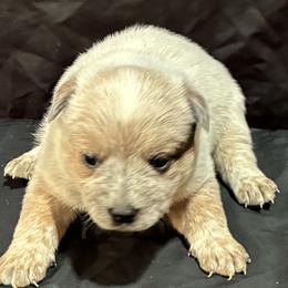 L64-04 - Red speckled male Australian Cattle Dog puppy in Sheridan, Oregon from 6pk Cattledogs