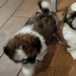 Shih Tzus from Fascination's Shih Tzu's