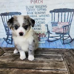 Miniature Australian Shepherd Puppies from Penn Creek Aussies