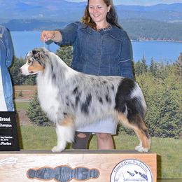 Rocky - Australian Shepherd