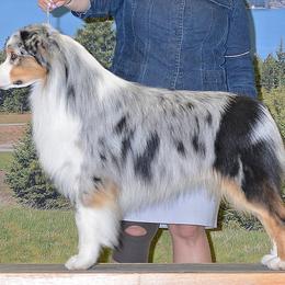 Rocky - Australian Shepherd