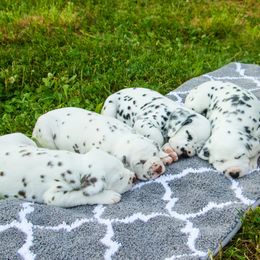 Cavalier King Charles Spaniel and Dalmatian Puppies from Cadence Hall
