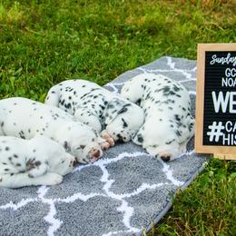 Cavalier King Charles Spaniel and Dalmatian Puppies from Cadence Hall