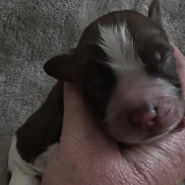 Joker - Tri-Roan male English Springer Spaniel puppy in Florida from Thunderbird Springers